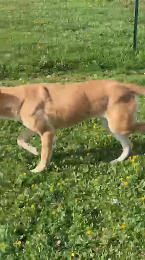 Meticcio cani in regalo: Pita fuori dal box - Video 1