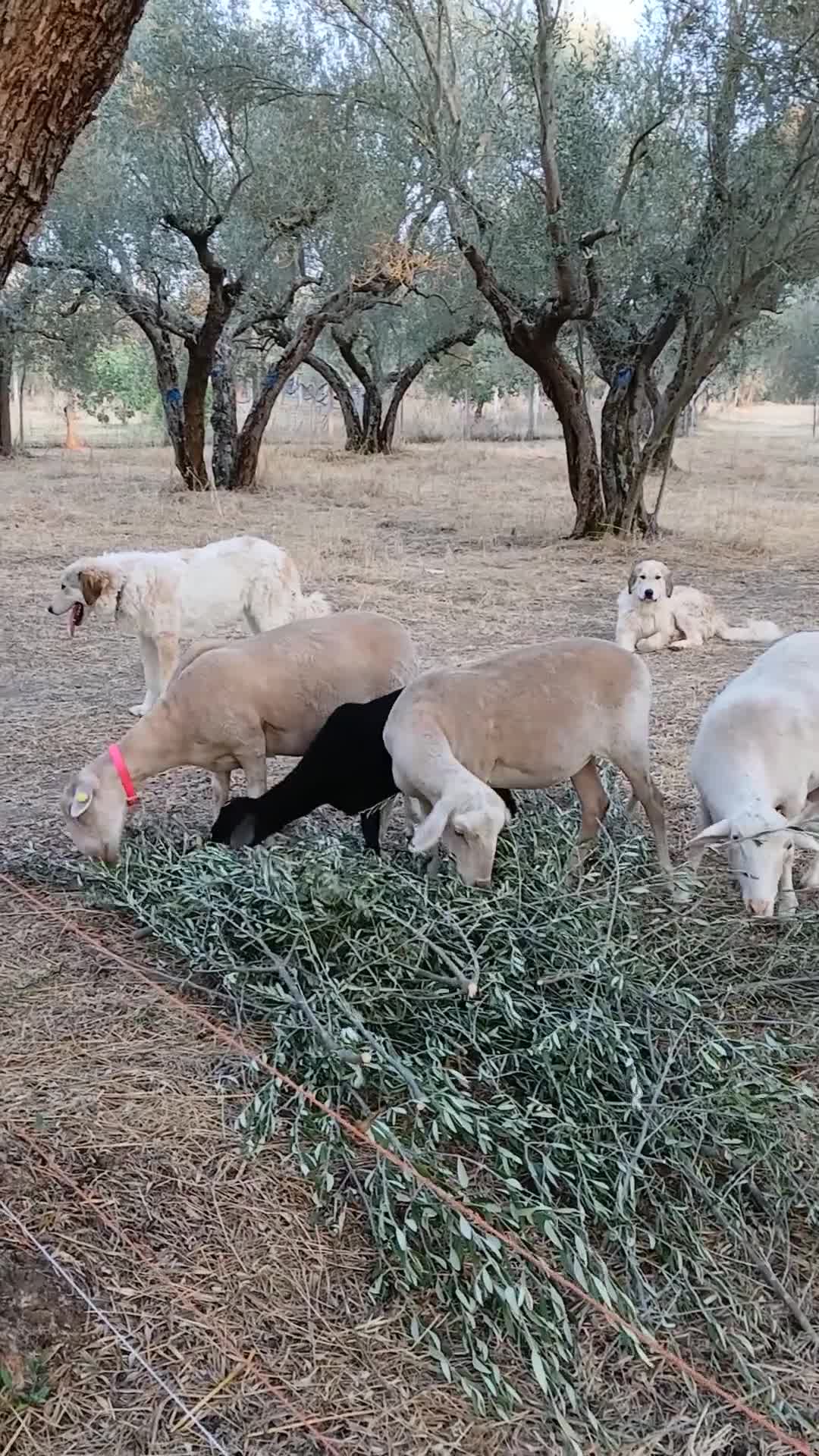 Cane da Montagna dei Pirenei cani in vendita: Vendo 2 Cani Montagna dei Pirenei da Guardiana  a Città metropolitana di Roma Capitale - Video 1