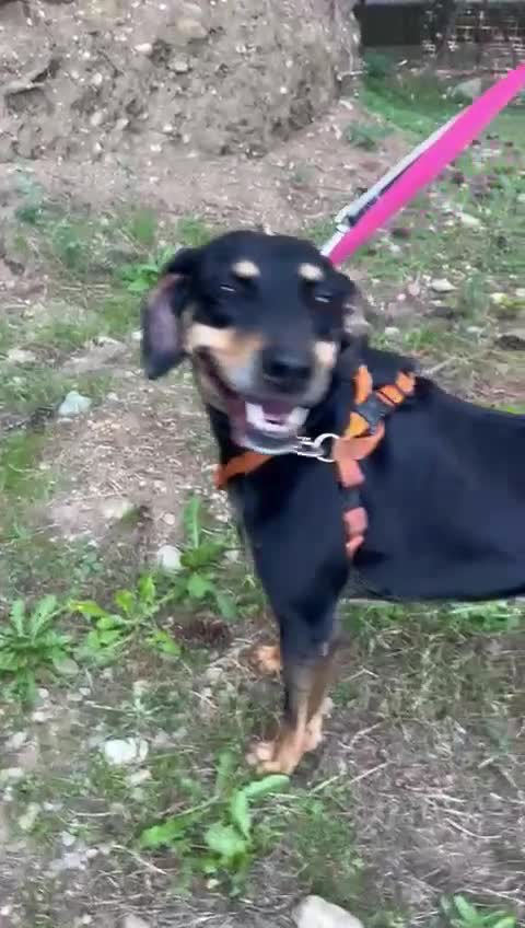 Meticcio cani in regalo: Skylar, una splendida mix segugio - Video 1