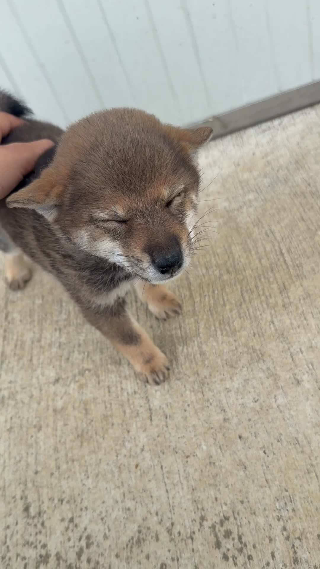 Shiba Inu cani in vendita: Cuccioli di Shiba Inu sesamo con pedigree Enci  - Video 1