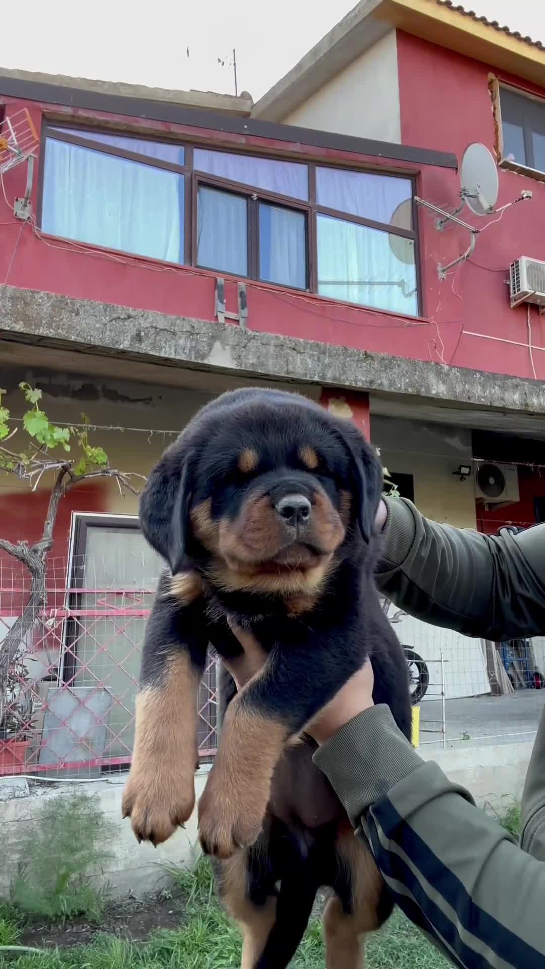 Rottweiler cani in vendita: Rottweiler - Video 2