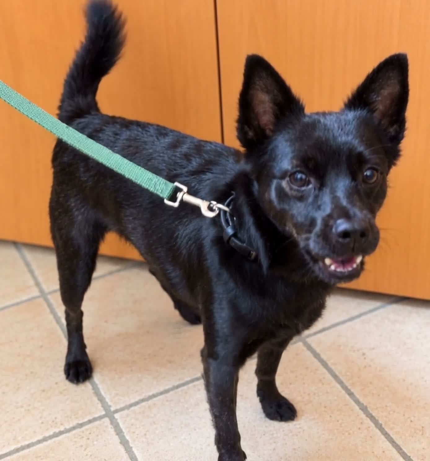 Meticcio cani in regalo: Loky taglia piccola 5 anni cerca casa urgente  - Video 1