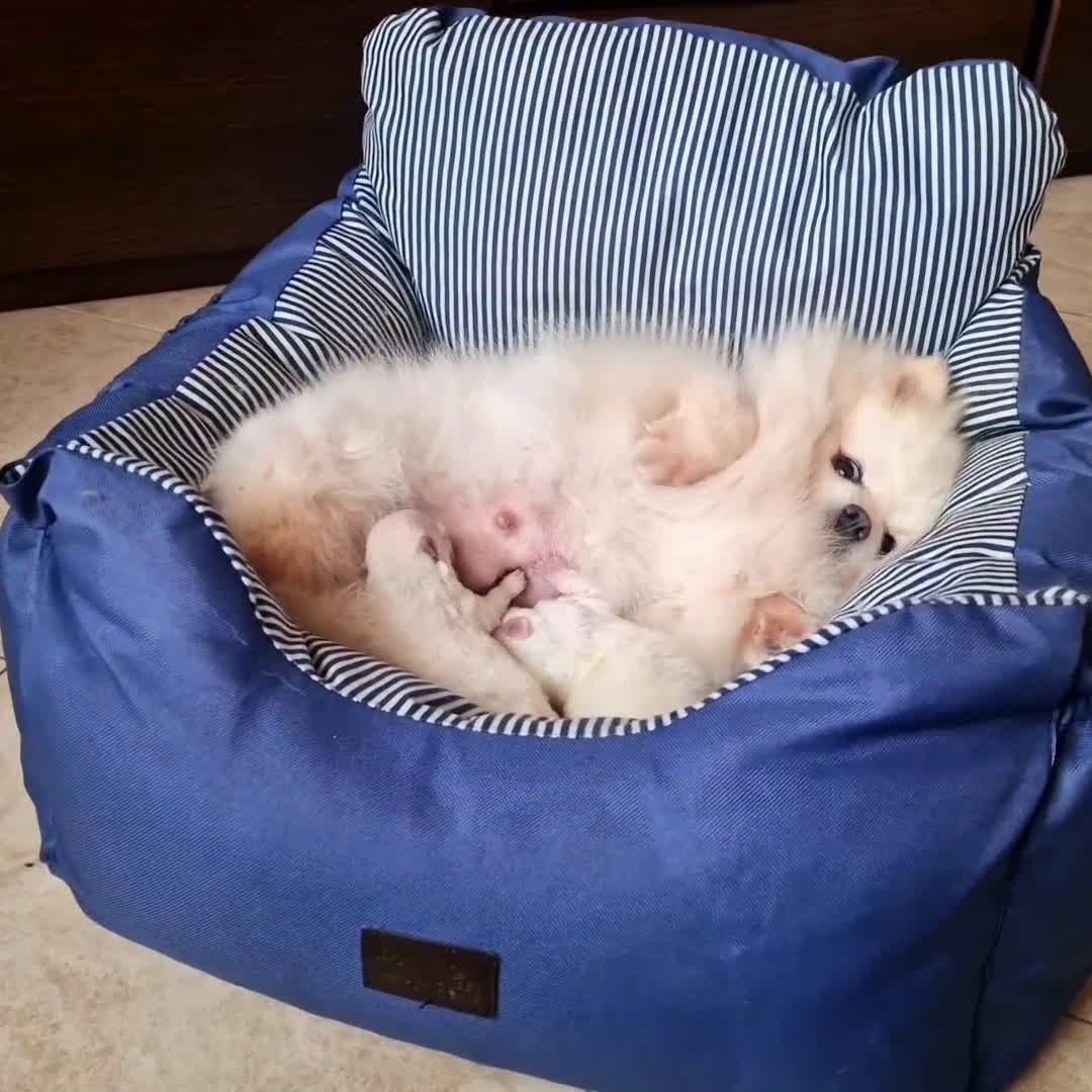 Spitz cani in vendita: Spitz di Pomerania / Volpino tedesco nano - Video 2