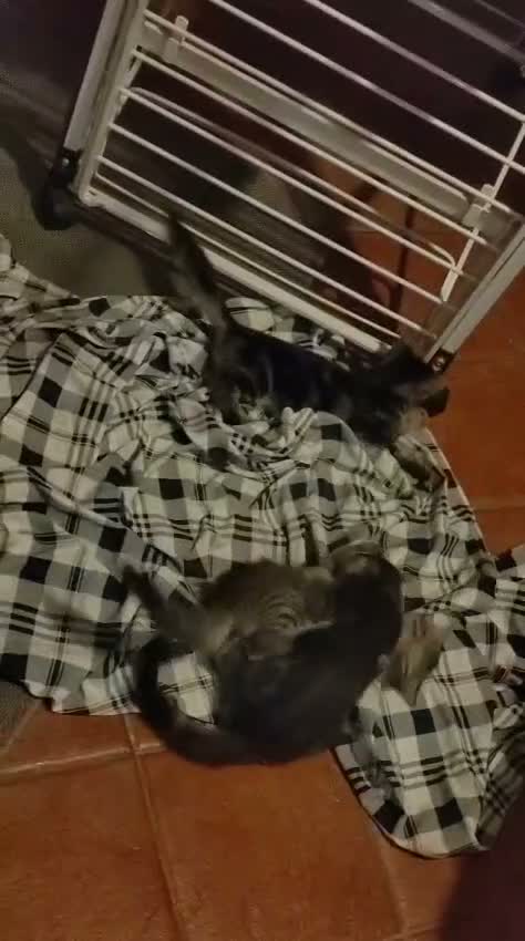 Meticcio gatti in regalo: Regalo gattini di 3-4 mesi e di 1 anno e mezzo  a Città metropolitana di Roma Capitale - Video 2