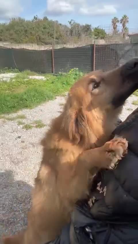 Meticcio cani in regalo: 7/8 mesi, dolcissima, taglia media  - Video 1