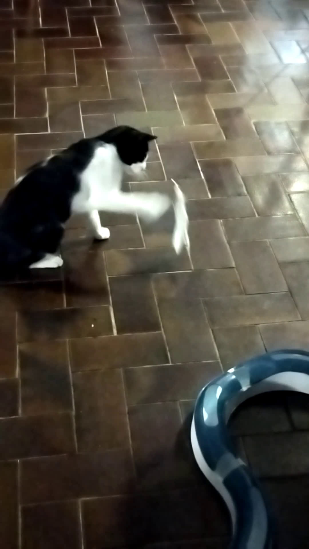 Europeo gatti in regalo: GATTINA SFORTUNATA - Video 3