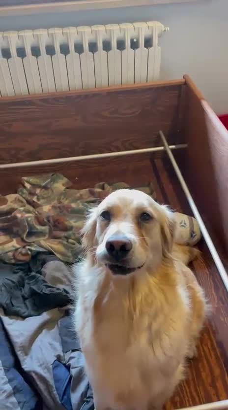 Golden Retriever cani in vendita: Cuccioli di Golden Retriever - Video 5
