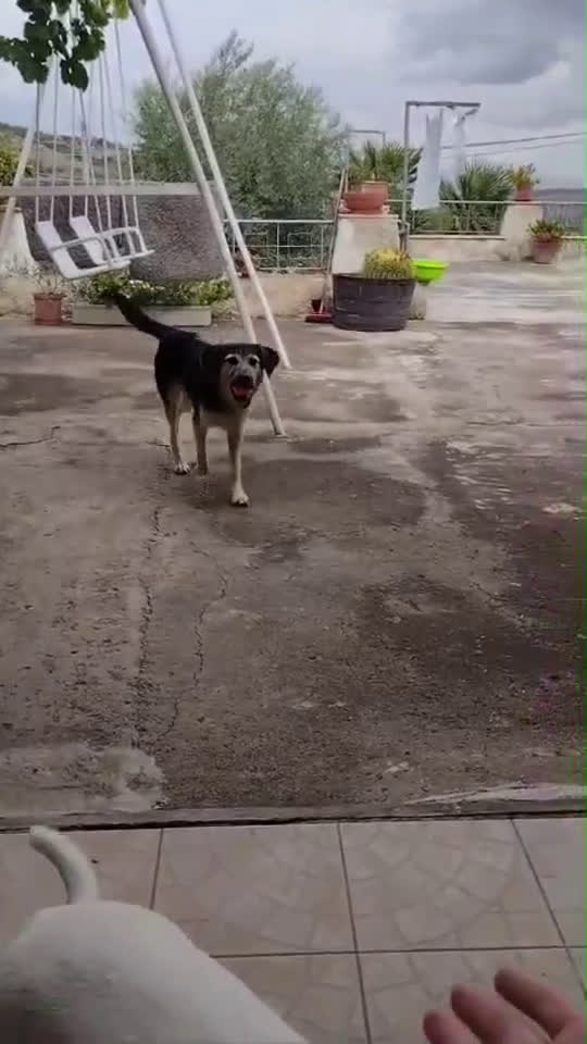 Meticcio cani in regalo: Splendido Simil Pastore (Catania) - Video 4