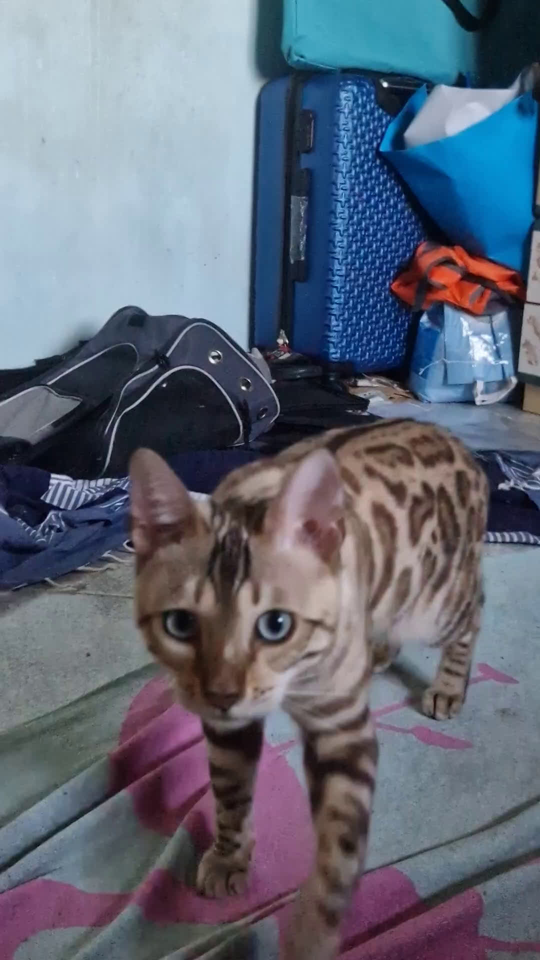 Bengala gatti per accoppiamento: Bengala maschio cerca gatta per accoppiamento a Provincia di Lodi - Video 1