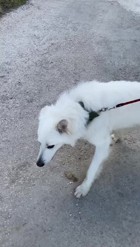 Pastore Svizzero cani in regalo: Gucci, uno splendido pastore svizzero - Video 3