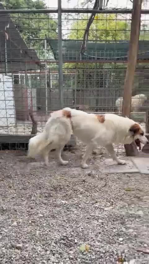 Meticcio cani in regalo: Sofia: amichevole e tranquilla, dolce con tutti  - Video 2