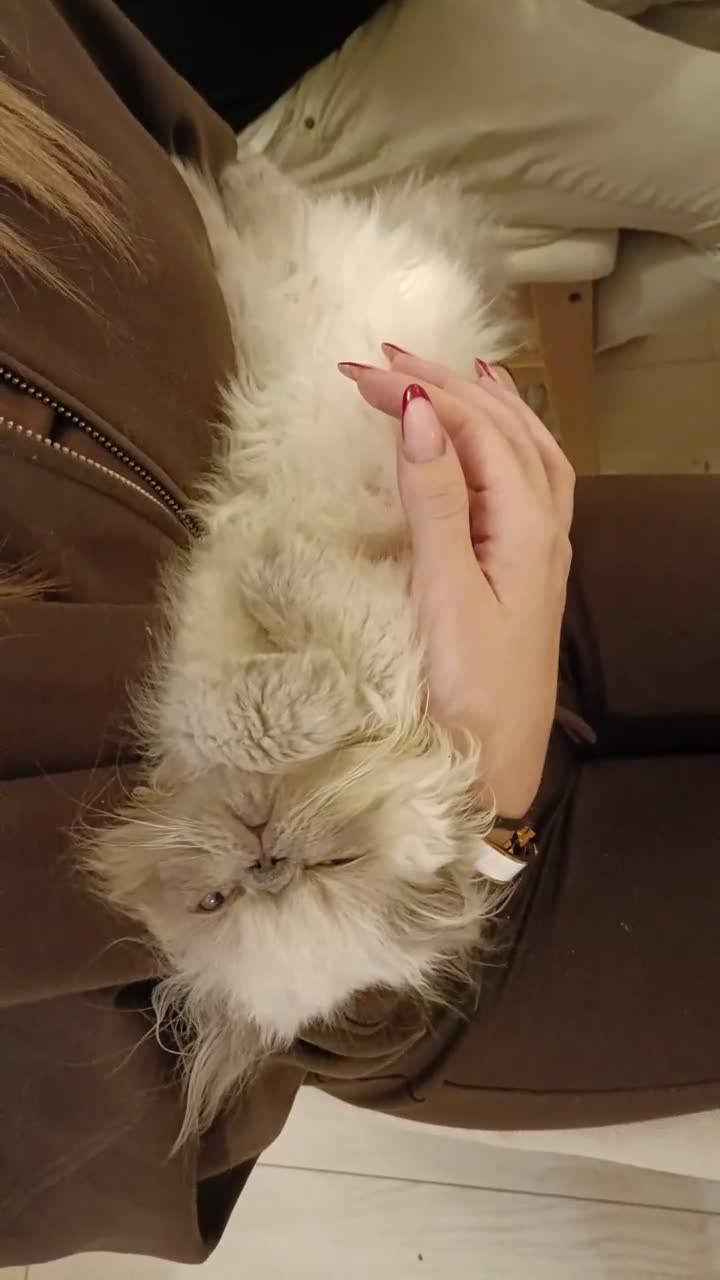 Persiano gatti in vendita: Gattini Persiani BLUE POINT  - Video 1