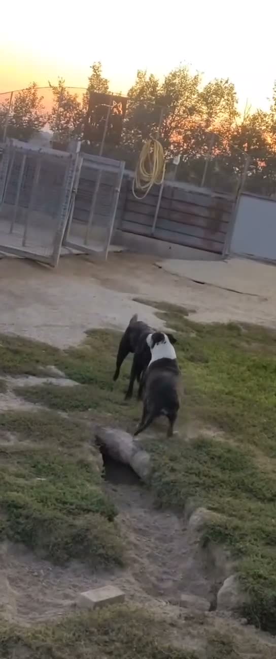 Meticcio cani in regalo: Tommy: cucciolone socievole e affettuoso  - Video 1