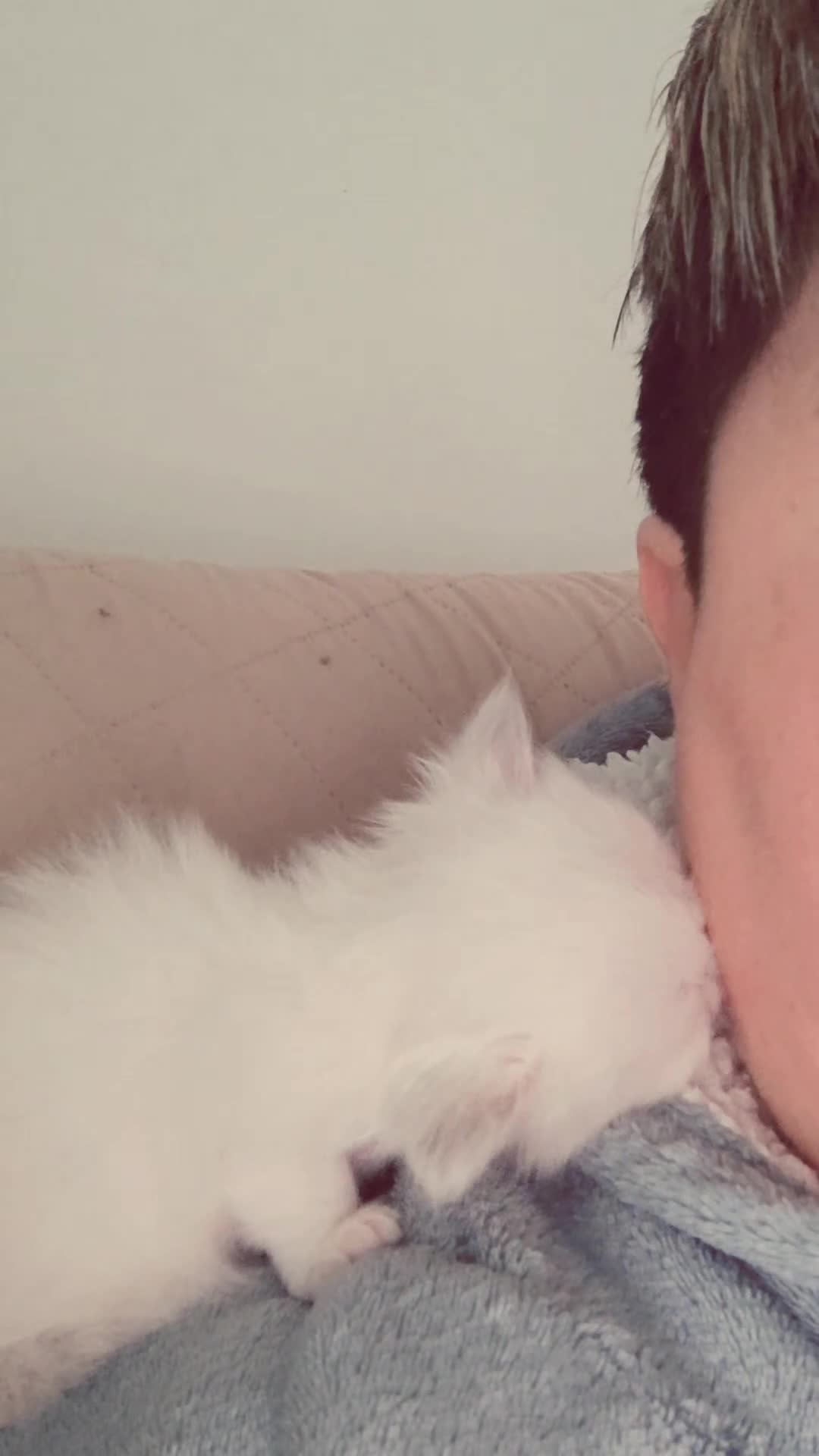 Sacro di Birmania gatti in vendita: Sacro di Birmania  - Video 1