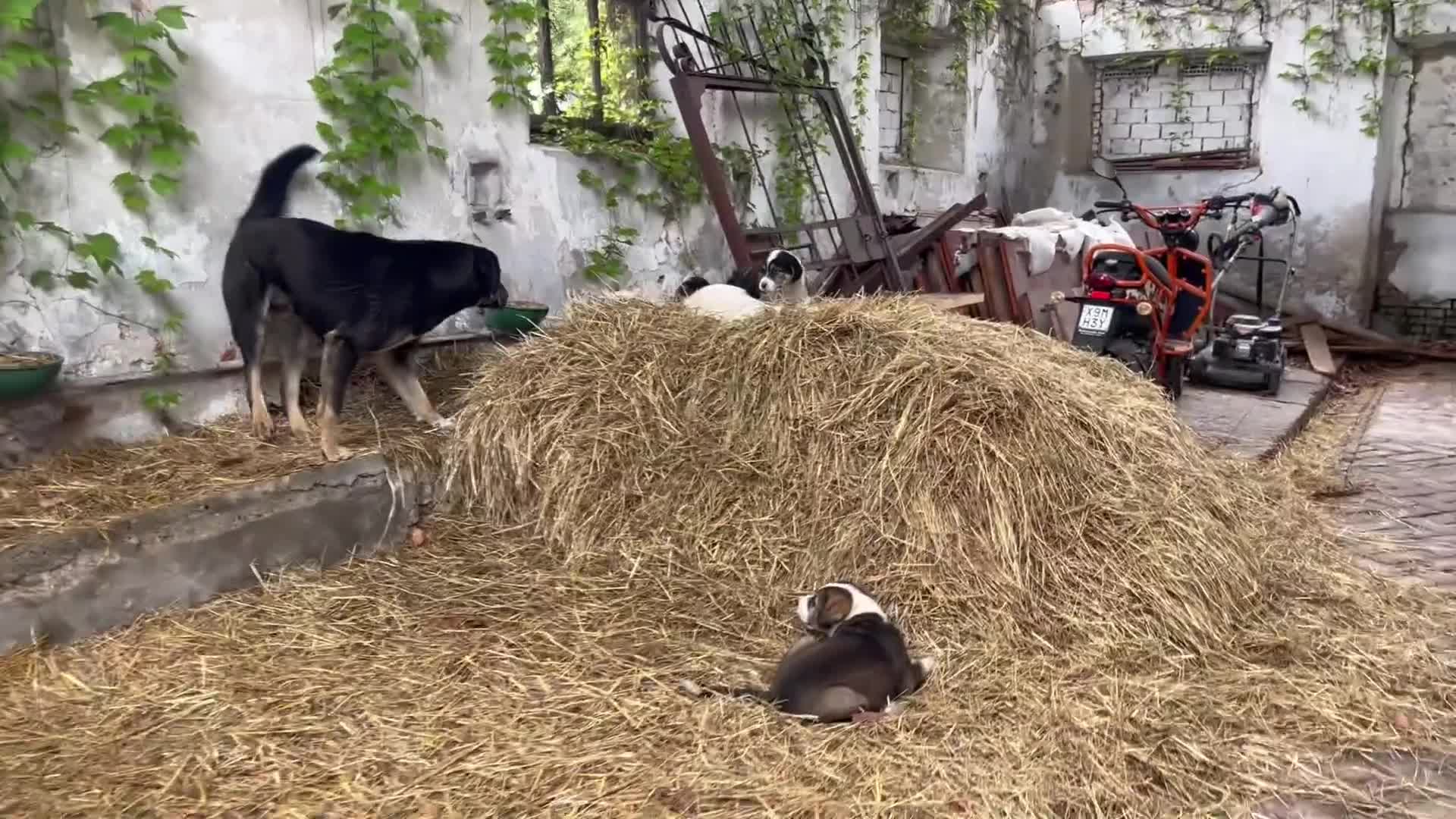 Pastore Asia Centrale cani in vendita: Cuccioli aborigeni di Pastore dell’Asia centrale - Video 1