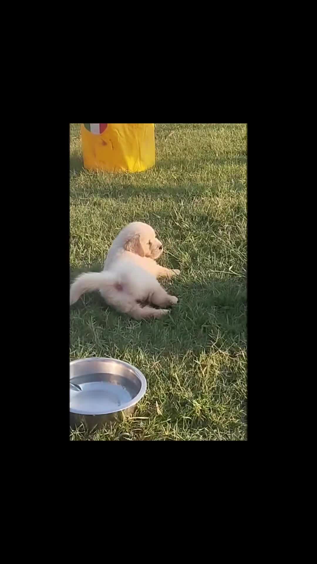 Golden Retriever cani in vendita: Golden sel. caratterialmente/morfologicamente  - Video 3