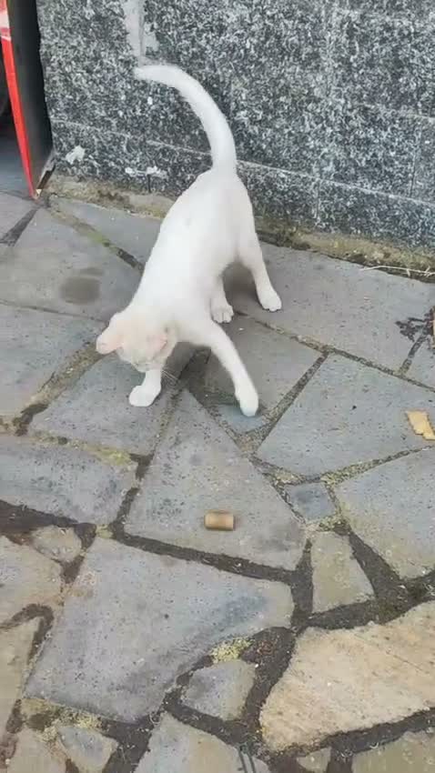 Europeo gatti in regalo: NUVOLA CERCA CASA - Video 2
