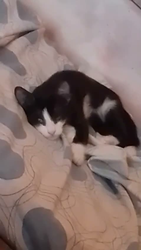 Europeo gatti in regalo: TOMMY E ALBA DOLCISSIMI GATTINI - Video 2