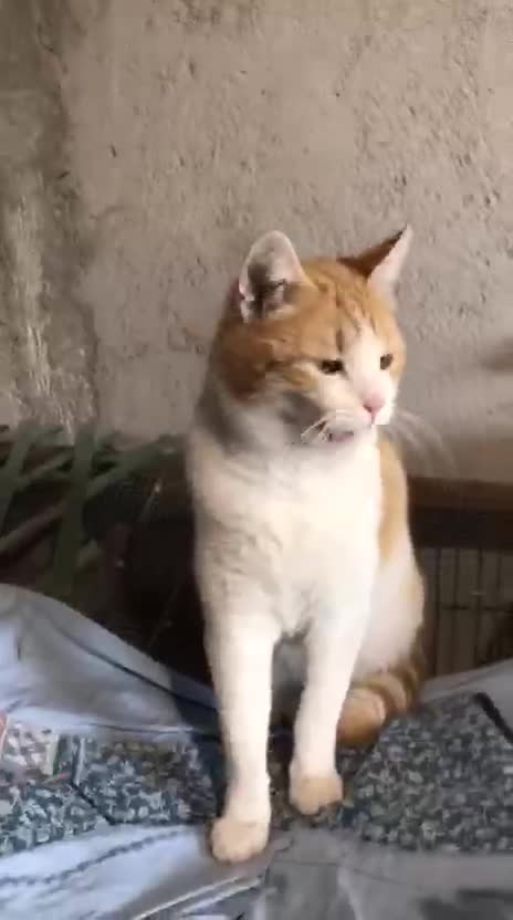 Europeo gatti in regalo: CAMILLO BELLISSIMO GATTO CERCA CASA - Video 4
