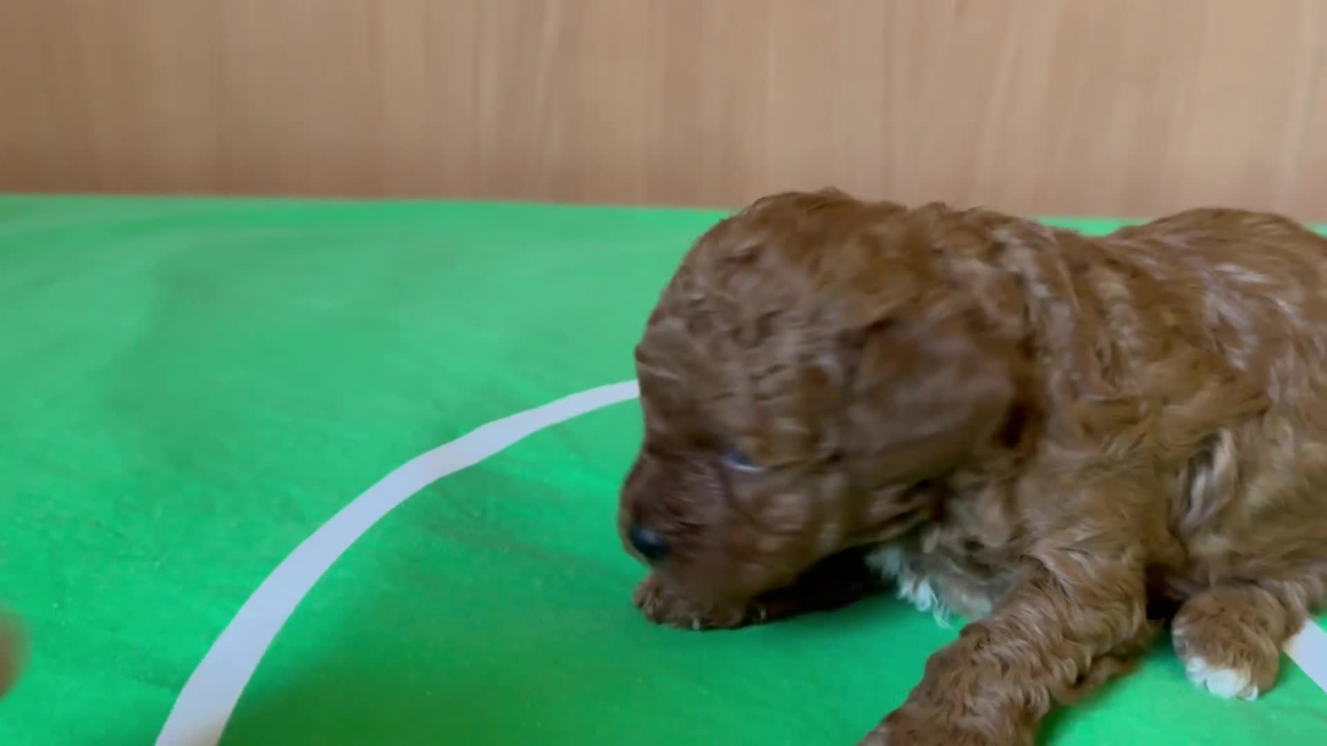Barboncino cani in vendita: Vendo cucciolo di barboncino red - Video 1