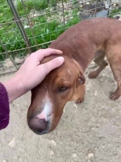 Meticcio cani in regalo: IL DOLCISSIMO CORFU' - Video 1