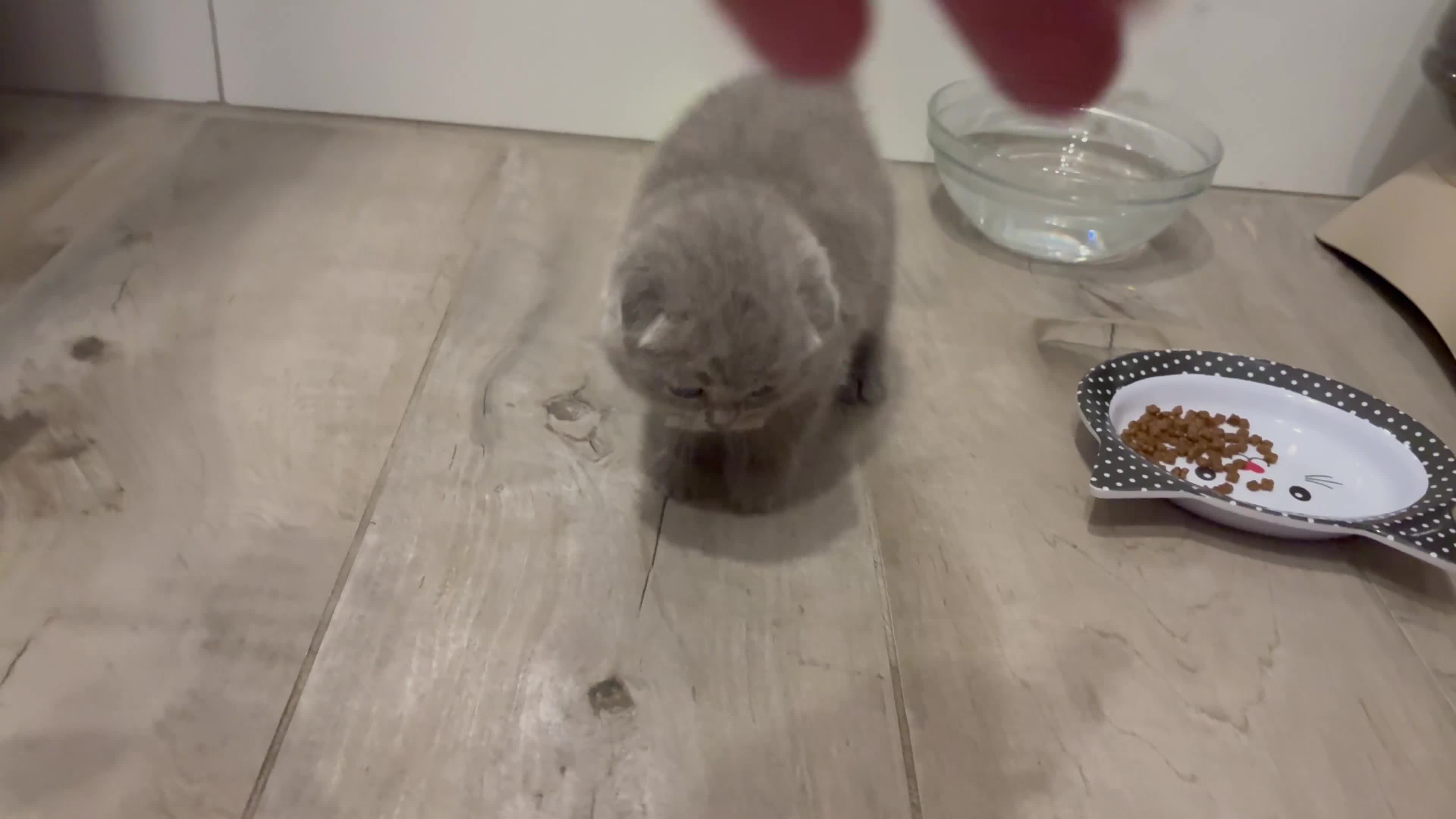 British gatti in vendita: Scottish fold sthrait  - Video 1