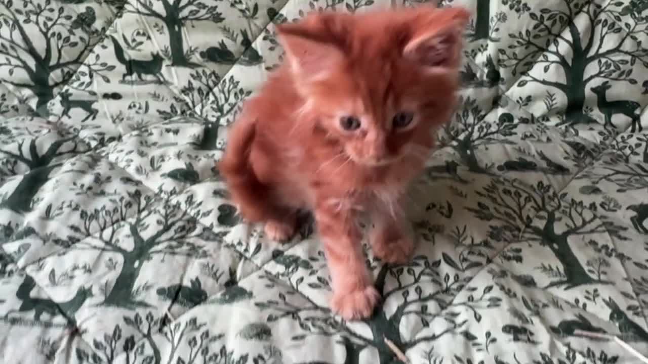 Maine Coon gatti in vendita: Cuccioli di maine coon rossi  - Video 1