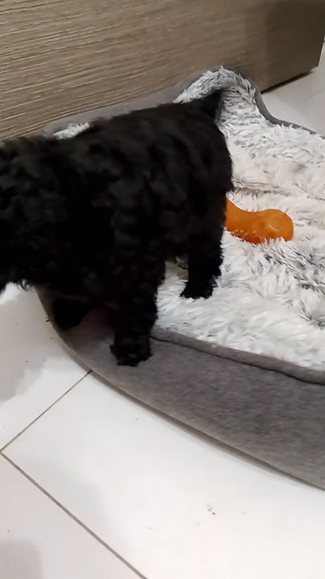 Barboncino cani in vendita: Barboncino nano - Video 1