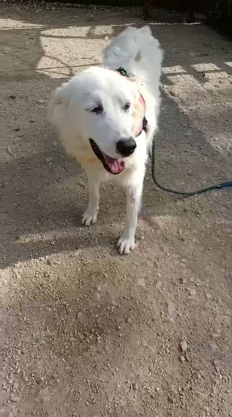 Meticcio cani in regalo: ADOTTA IL DOLCE OSLO - Video 1