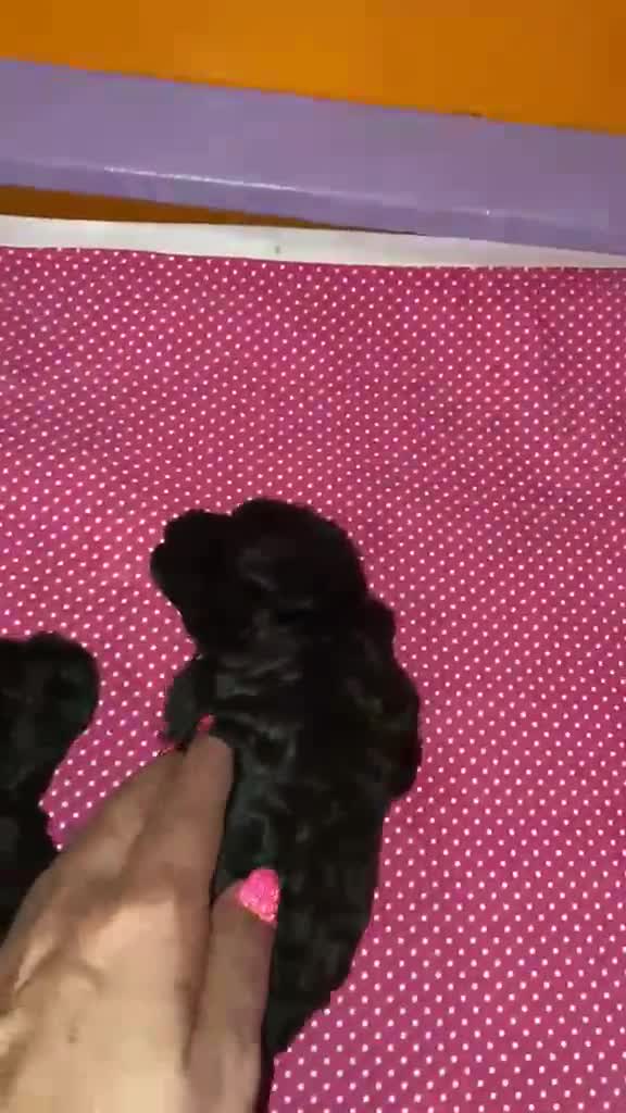 Barboncino Toy cani in vendita: Barboncini toy  - Video 2