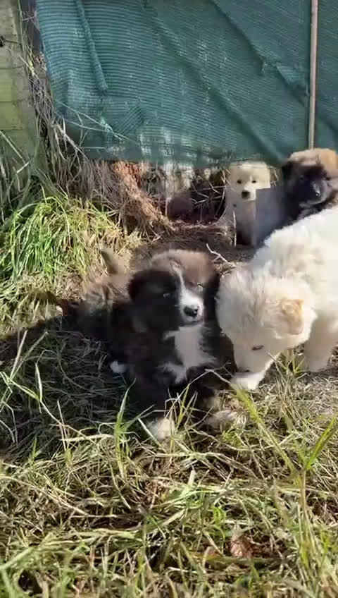 Meticcio cani in regalo: Bobby: 4 mesi taglia grande  - Video 1