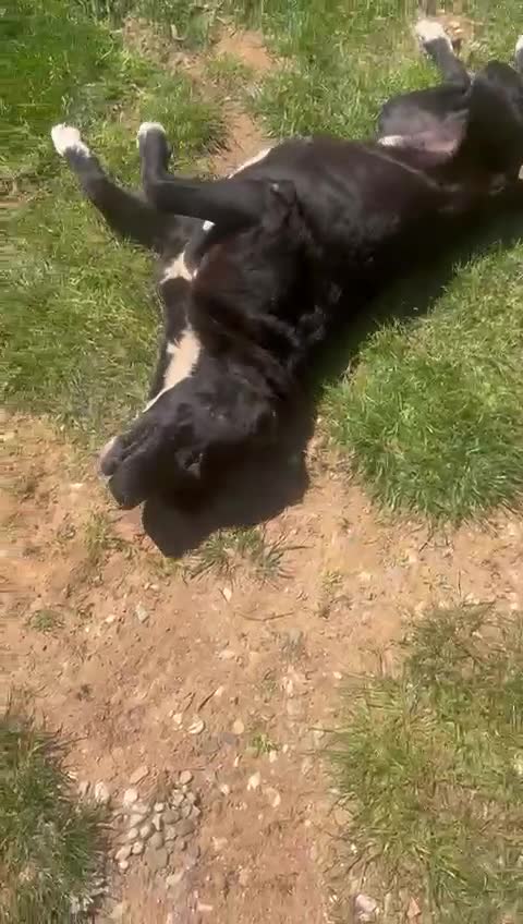 Meticcio cani in regalo: Pluto splendido cagnolone cerca casa  - Video 4