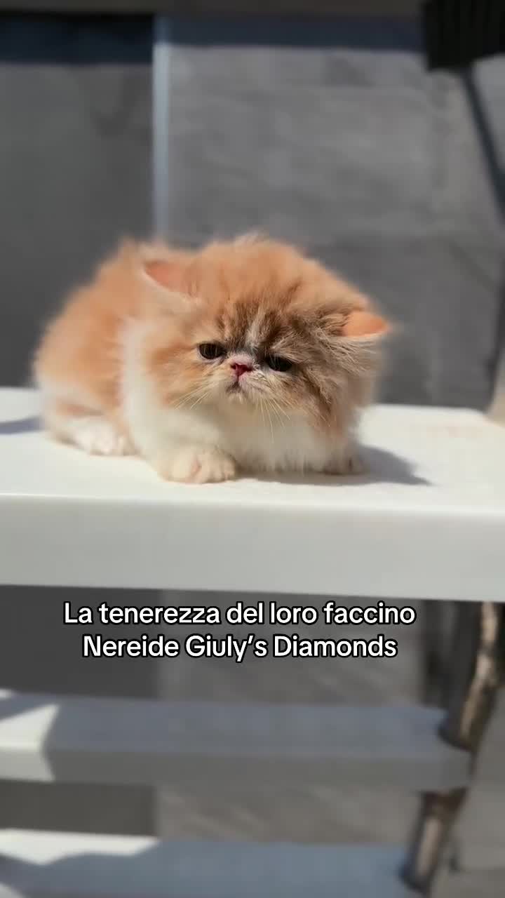 Persiano gatti in vendita: Cuccioli di Gatto Persiano e Exotic  - Video 3