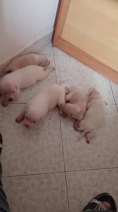 Meticcio cani in regalo: 🐶Cuccioli meticci Maremmano-Pitbull in regalo 💖 - Video 1