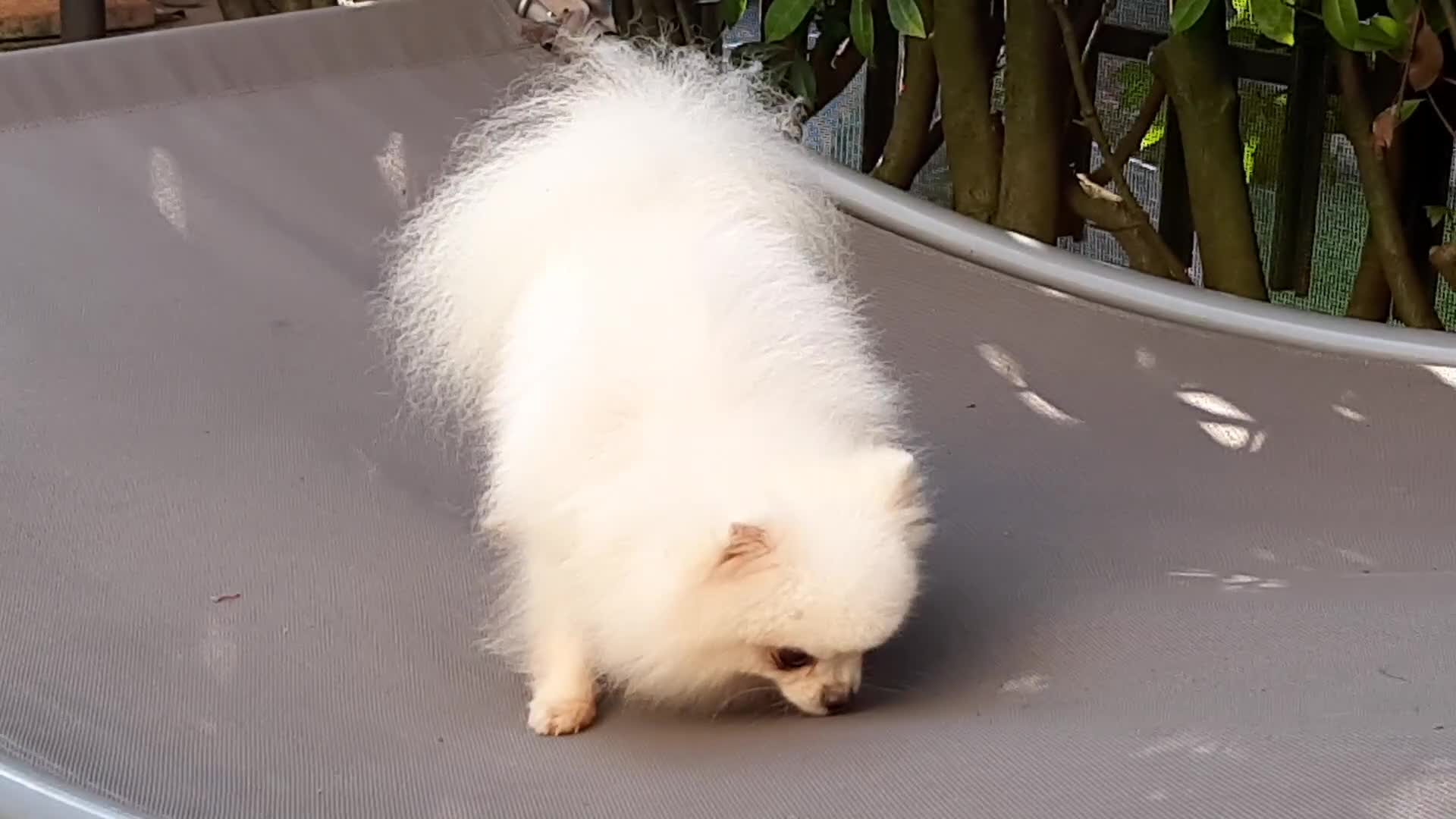 Spitz cani in regalo: Spitz di Pomerania NANO  - Video 5