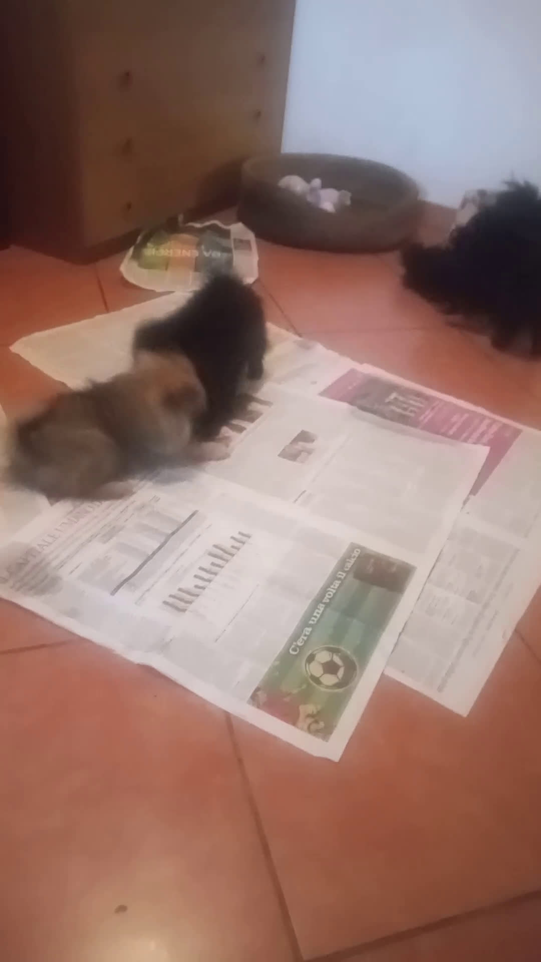 Volpino Italiano cani in vendita: Volpini italiani - Video 1