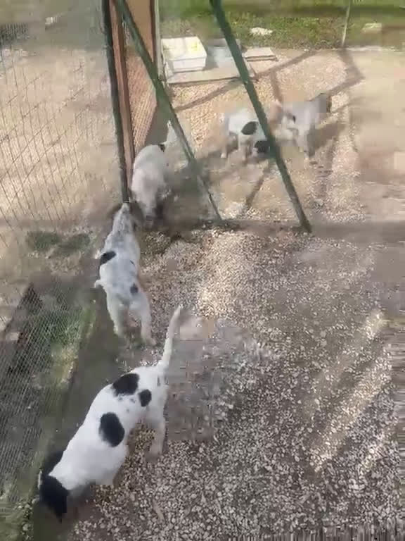 Meticcio cani in regalo: SELENE ASPETTA TE - Video 3