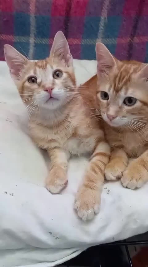 Meticcio gatti in regalo: Gattini di 4 mesi in cerca di casa  a Città metropolitana di Milano - Video 1