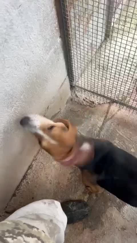 Meticcio cani in regalo: NAPOLEONE dolcissimo mix beagle a Provincia di Forlì-Cesena - Video 1