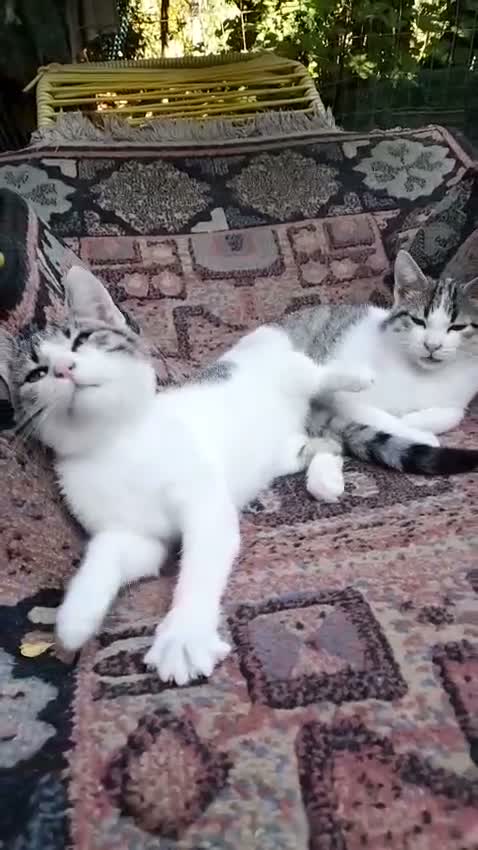 Altre razze gatti in regalo: CERCA CASA 🏡  - Video 1
