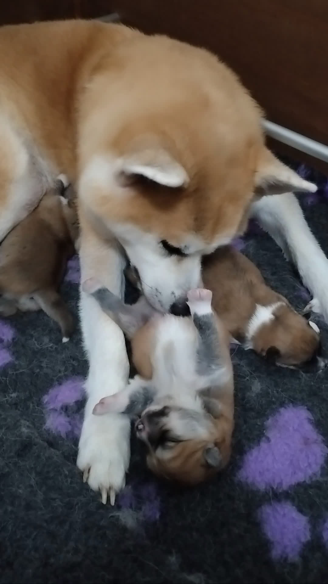 Akita Inu cani in vendita: Cuccioli di Akita LOMBARDIA  - Video 2