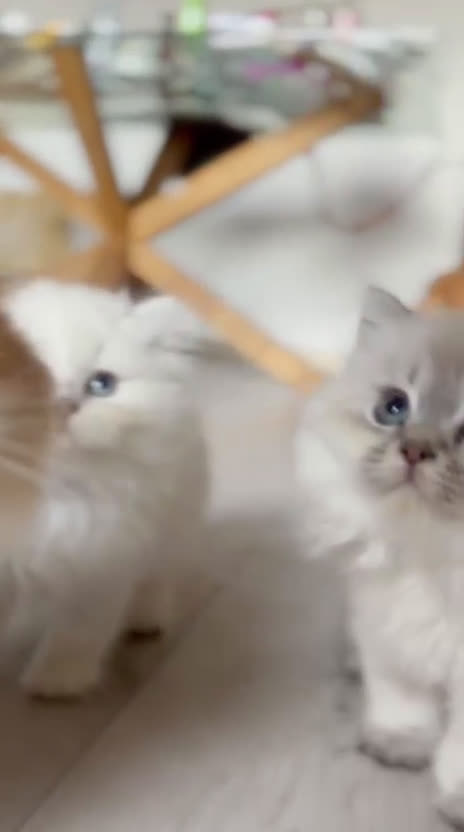 British gatti in vendita:  🩵Cuccioli British Longhair disponibili 🩵 - Video 1