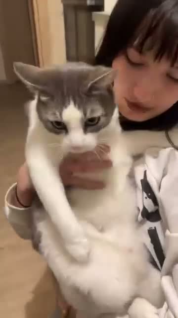 Europeo gatti in regalo: “ YOGHI” GATTO IN REGALO VA D’ACCORDO CON GATTI a Provincia di Vercelli - Video 1