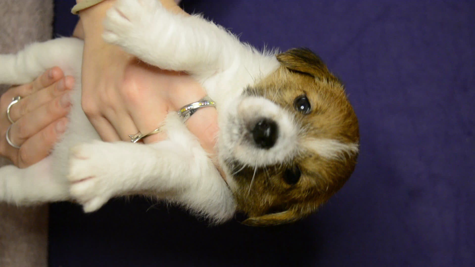 Jack Russell cani in vendita: ultimi cuccioli Jack russell terrier a pelo duro - Video 3