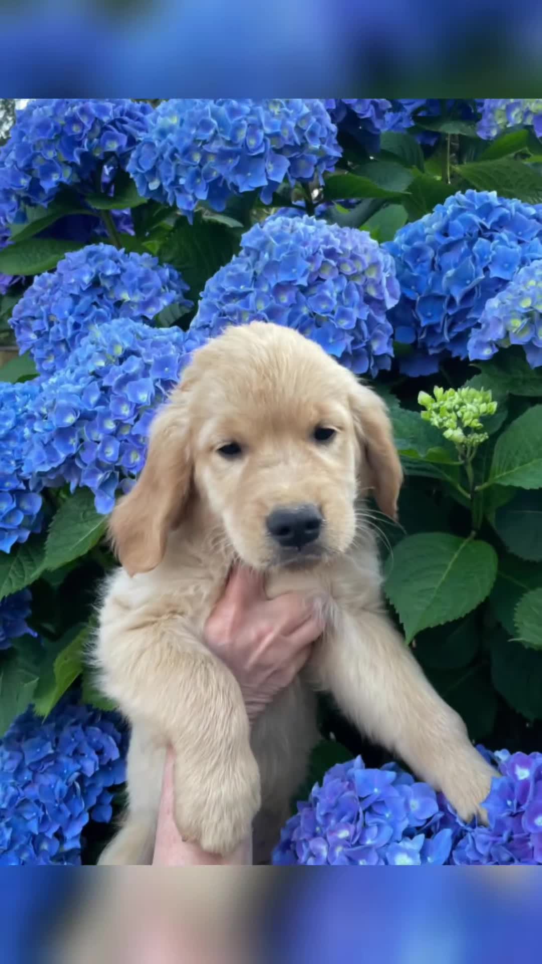 Golden Retriever cani in vendita: CUCCIOLI GOLDEN RETRIEVER  - Video 1