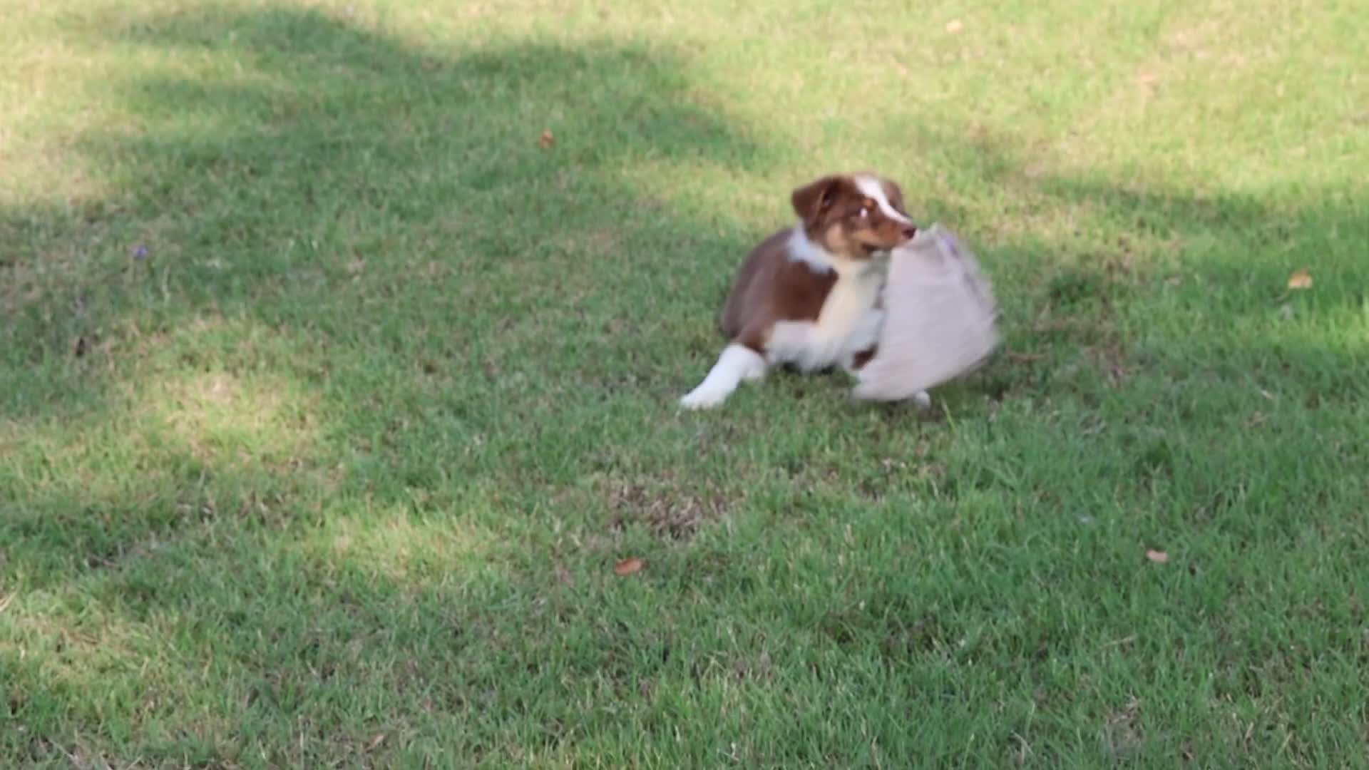 Australian Shepherd cani in vendita: Cucciole di Pastore australiano  - Video 1