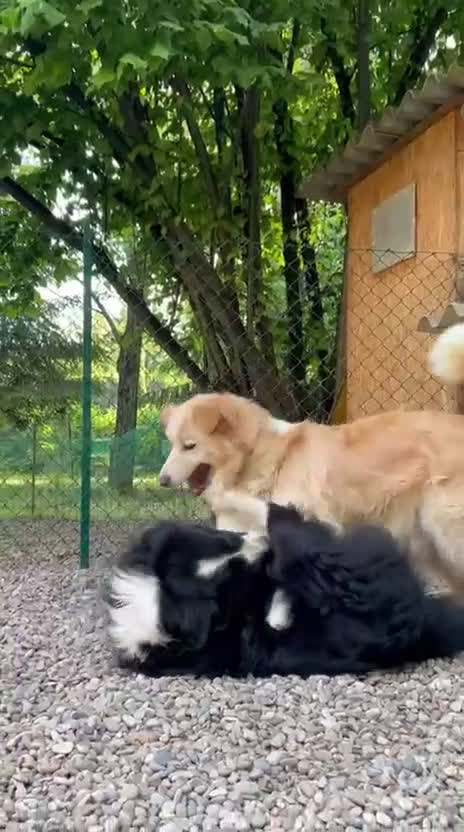 Border Collie cani in vendita:  Cucciolo di Border Collie  - Video 4