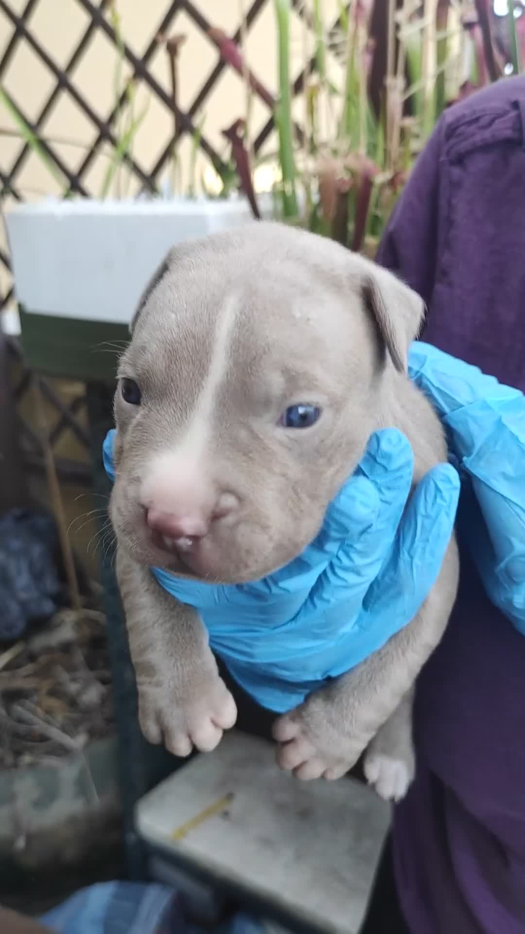 Pitbull cani in vendita: Cuccioli American Pitbull Terrier con pedigree - Video 2