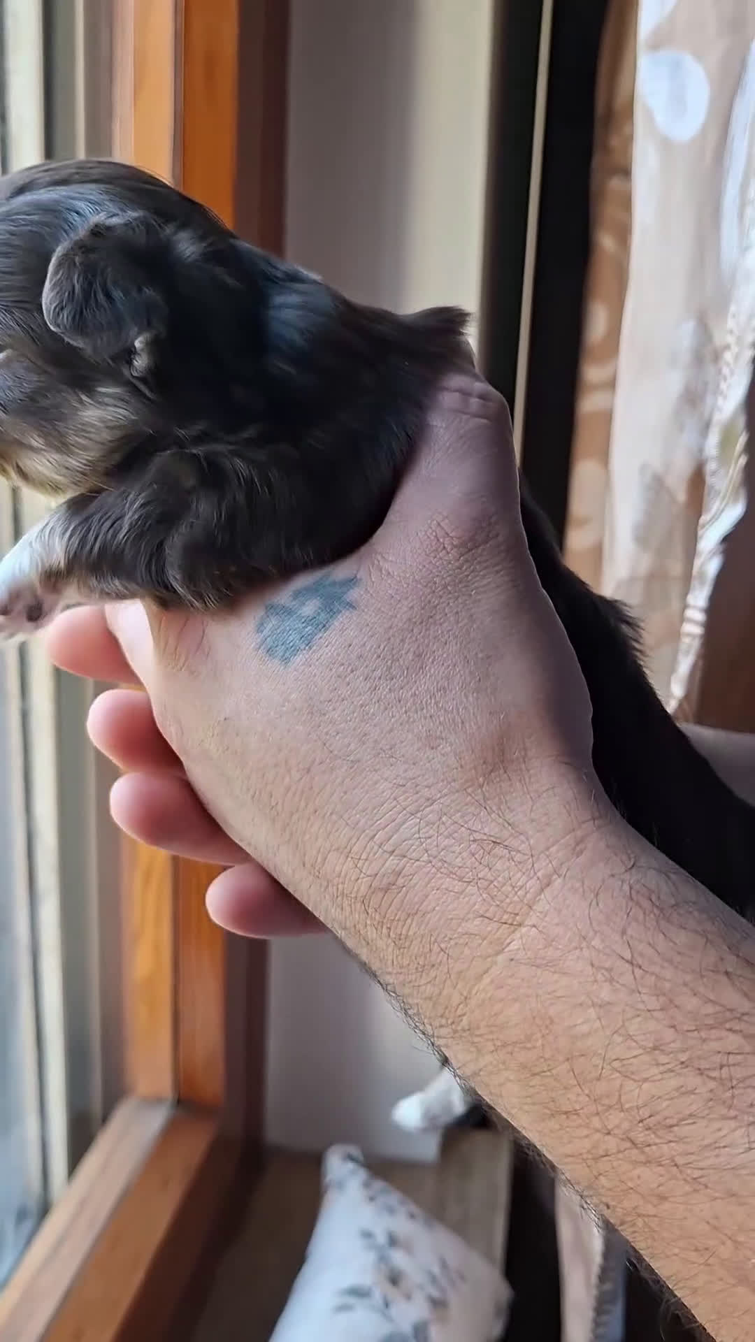 Chihuahua cani in vendita: Chihuahua pelo lungo  - Video 2