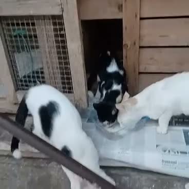 Altre razze gatti in regalo: 🐾❤️ **8 PICCOLI GATTINI CERCANO CASA ❤️🐾 - Video 1
